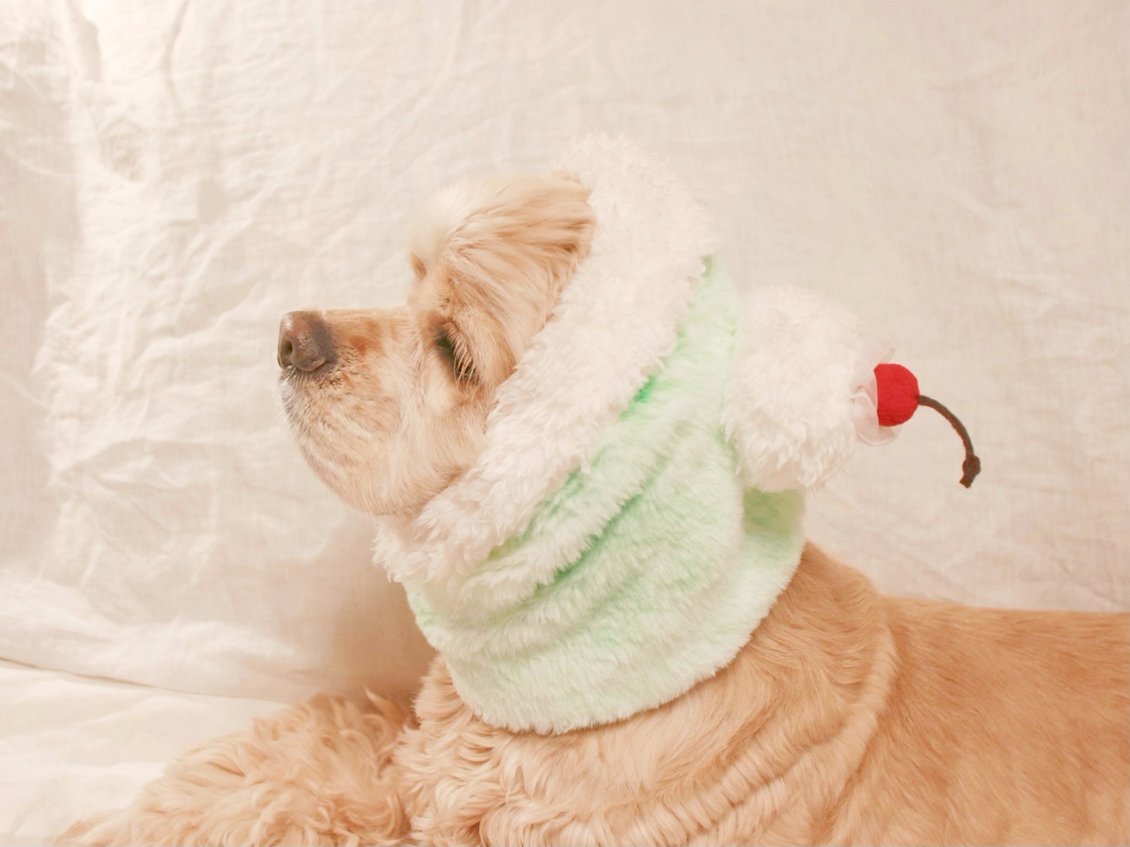 犬服ハンドメイド♡ミィモカチューシャ♪ 犬服ハンドメイド♡ミィモカチューシャ♪ 犬服ワンピース メイド服