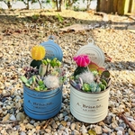 🆕緋牡丹カラーと器を選べる贅沢可愛い寄せ植え𓍢ִ໋ クリスマス 贈り物 ご褒美