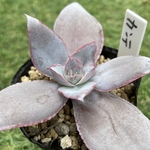 カンテ・抜き苗・多肉植物・小苗