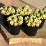 多肉植物 寄せ植え レッドベリーhyb( * ֦ơωơ֦)