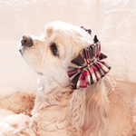 中型犬用　シュシュ　マドラスブラウン