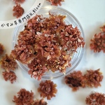 かすみ草　＊みるくチョコレート＊　ドライフラワー　レジン　ハーバリウム　キャンドル　ヘッドのみ　かすみそう　カスミソウ　カスミ草　花材　材料　封入　青　赤　緑　黄色　ピンク　紫　ラベンダー　粒　