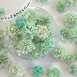 かすみ草　＊めろんみるく＊　ドライフラワー　レジン　ハーバリウム　キャンドル　ヘッドのみ　かすみそう　カスミソウ　カスミ草　花材　材料　封入　青　赤　緑　黄色　ピンク　紫　ラベンダー　粒　