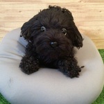 縫いぐるみ(トイプードル) 18センチ