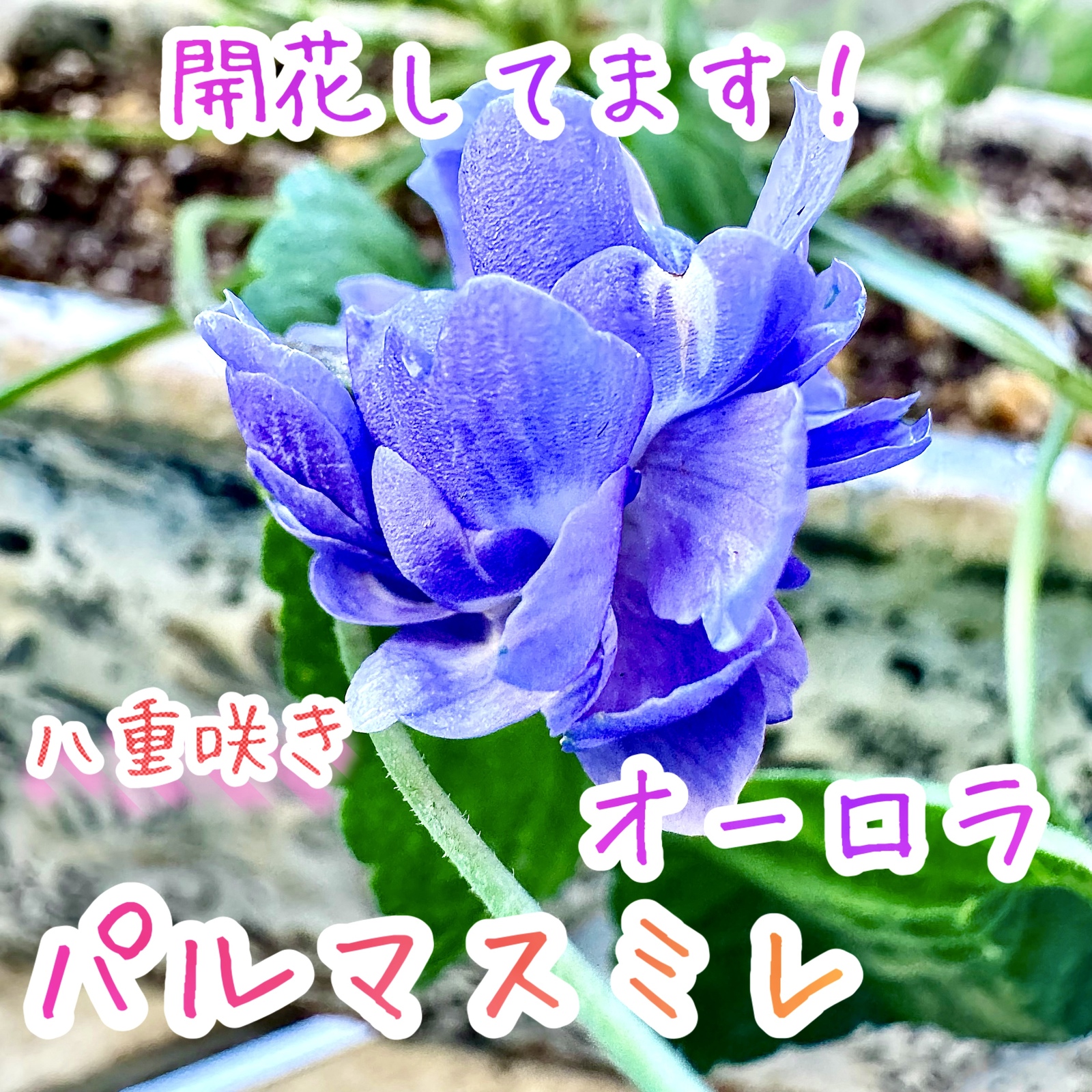 八重咲きローマン 苗 ダブルフラワーカモミール 3.5号 カモミール