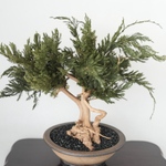 ドライ盆栽 DryBONSAI 【WABI】　大