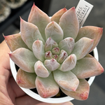 レア品種！【現品】 ★トリマネンシス×リンゼアナ 多肉植物 自家繁殖 国産