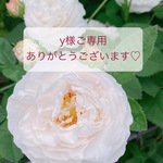 【オーダー作品】ロングピアス 可愛い大粒ハートシェイプ♡ ローズクォーツのピアス　ac/1072