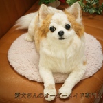 【うちの子オーダー】リアル　愛犬さんのオーダー　羊毛フェルトオーダー　犬　置物　ペット　オーダーメイド犬　ペットロス　チワワ　トイプードル　ダックス　ポメラニアン パピヨン　baophouc