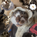 猫用ヘッドドレス