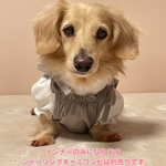 犬服★　重ね着用　インナー　パフスリーブ　ダックス　パピー