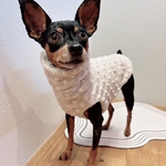 オーダー犬服 裏地付 ぽこぽこドットタンクトップ グレージュ