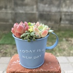 ★送料無料★♡そのまま飾れる♡ブリキカップ♬可愛い多肉植物寄せ植え╰(*´︶`*)╯♡