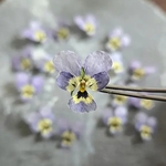 《15輪》花径1.5～2cm 極小ビオラのドライフラワー