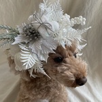 ホワイトクリスマスのカチューシャ(ポインセチア付き)