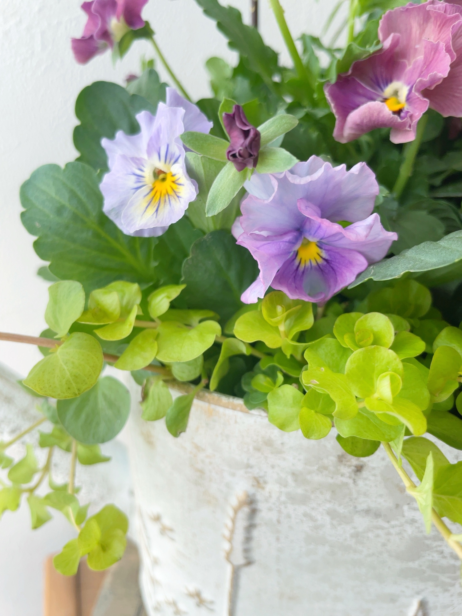 春まで楽しめる✴︎ビオラとチェッカーベリーの寄せ植え(ピックつき