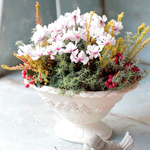 シクラメン「スクリュースター」のゴブレット（マジョルド植え）