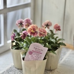 奥田園芸オリジナルビオラ　ときめきビオラ『シナモンフィグ』3.5寸　1ポット