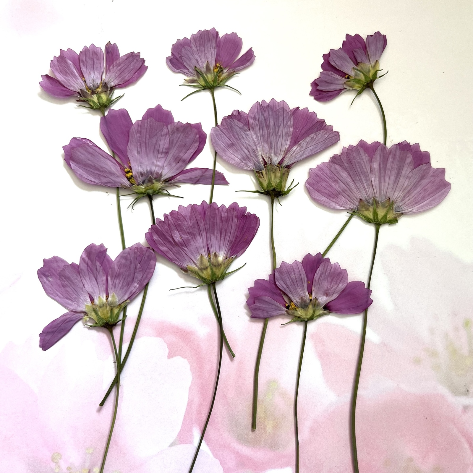 ケイトウの押し花② - 押し花工房 smiling beruga 〜スマイリング