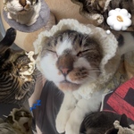 猫用ヘッドドレス(色変更可能)