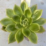 リーフレタス＊土つき苗・多肉植物