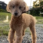 k ojitarou 様専用ページ　羊毛フェルト[オーダーメイド]うちの子オーダー✴︎ペットロス＊犬✴︎ハンドメイド✴︎ぬいぐるみ