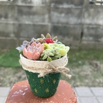 ★送料無料★♡そのまま飾れる♡リメイク鉢♬可愛い多肉植物寄せ植え╰(*´︶`*)╯♡