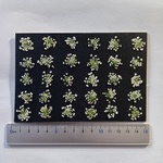 押し花　素材　花いろいろ(ホワイトレースフラワー)(30枚)　２９３