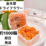 金木犀のドライフラワー