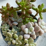 紅葉品種の寄せ植え＊多肉植物＊鉢ごと発送