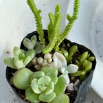 ランダム品種寄せ植え＊多肉植物＊ポットごと発送