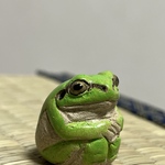 おすわりカエル