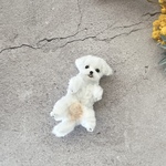 モールアートのミニチュア犬＊マルチーズ＊へそ天