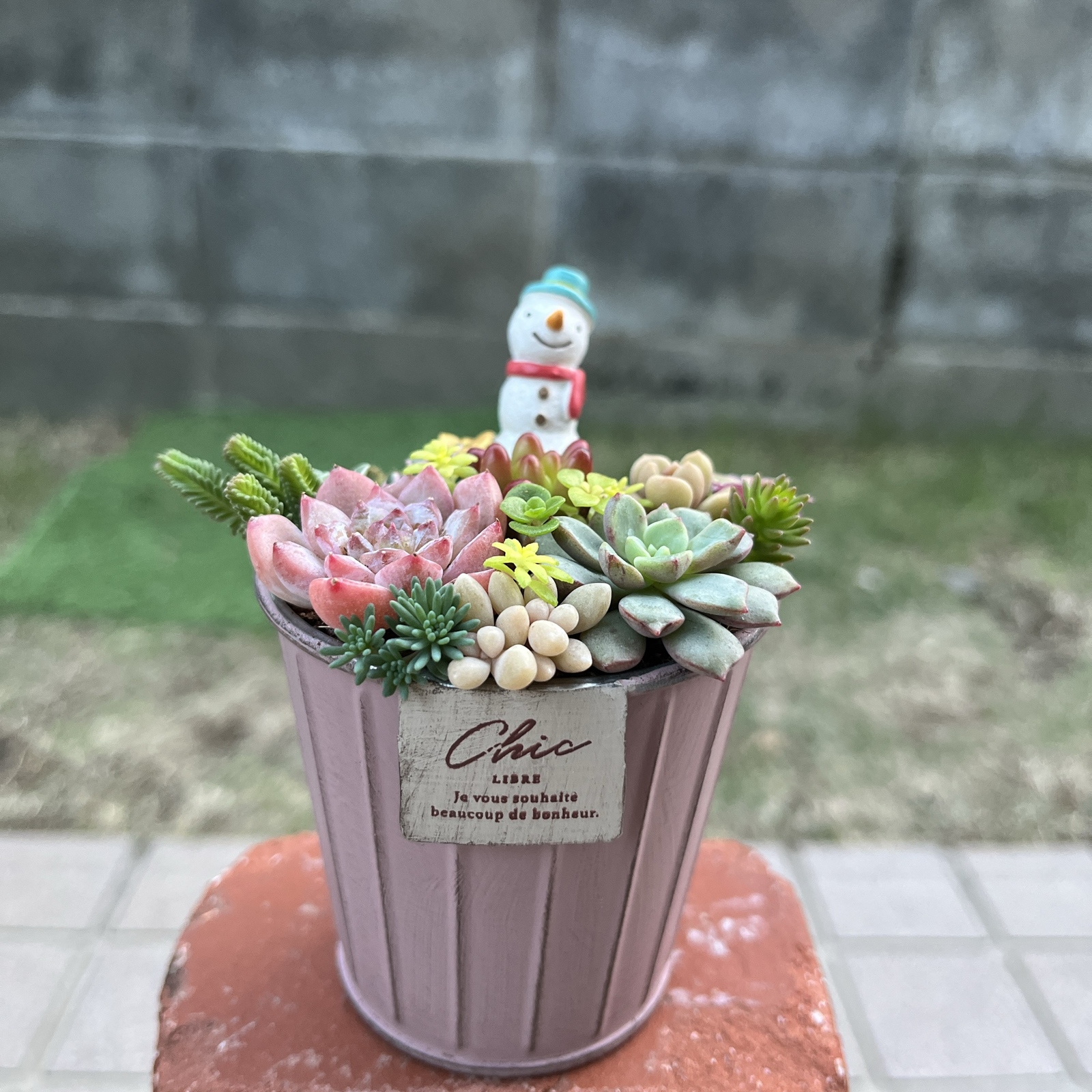 多肉植物 そのまま飾れる 大きな寄せ植え Χ’mas 雪だるまスノードーム付☆★ 多肉植物 そのまま飾れる 大きな寄せ植え Χ'mas 雪だるまスノードーム