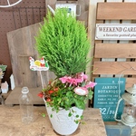 現品♡クレスト【シクラメン入りクリスマス寄せ植え】ステキなガーデニング♡ホワイト系器！クリスマスピックつき！