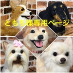 大きいうちの子オーダー