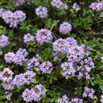 ちゅみ様　専用ページ