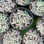 姫秀麗♡⃛2ポット‼️＊多肉植物＊ポットごと