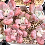 【SALE】ローシン　群生　韓国苗　多肉植物