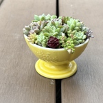多肉植物 寄せ植え そのまま飾れる٩(ˊᗜˋ*)و♪﻿黄色陶器鉢