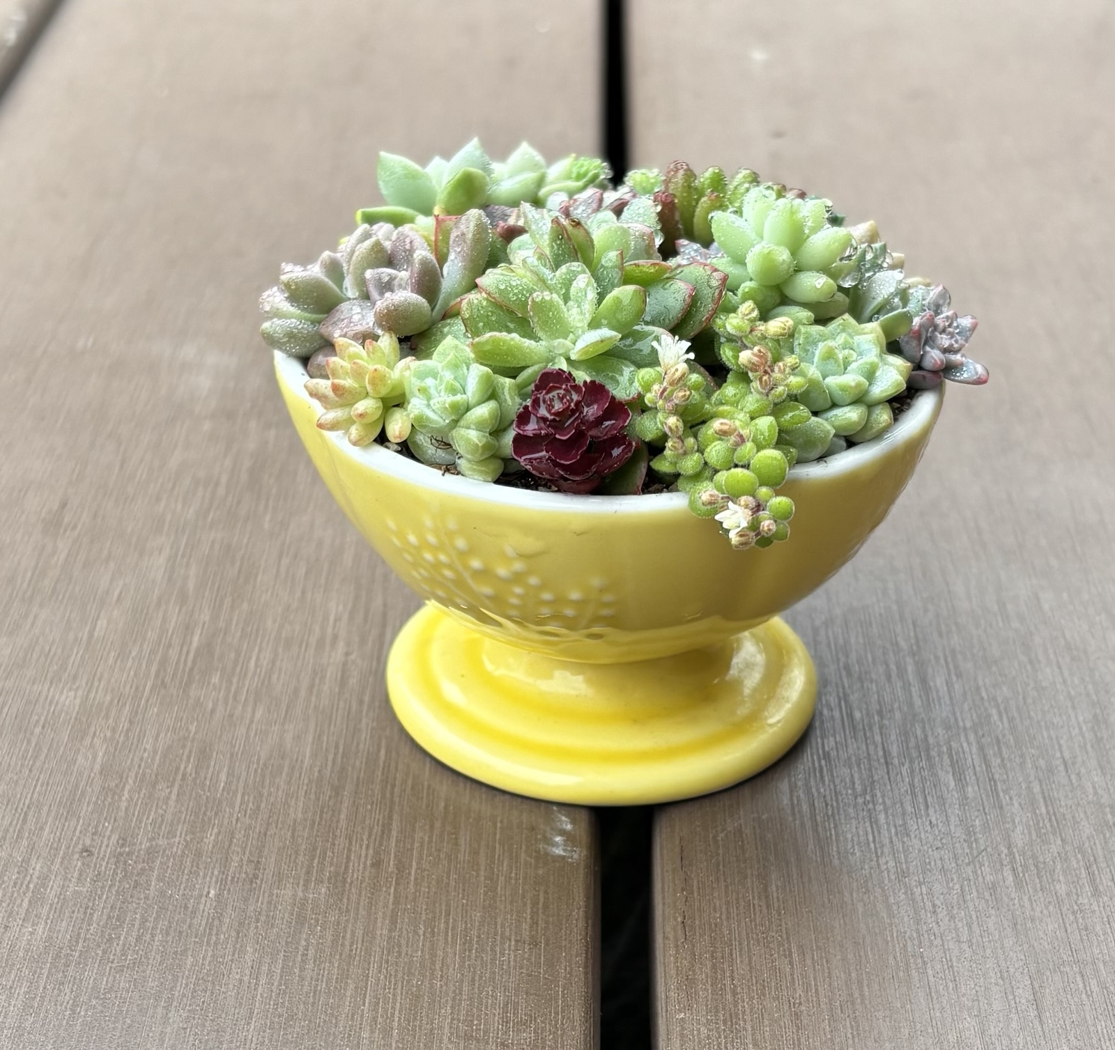 多肉植物 寄せ植え そのまま飾れる(•ө•)シマエナガ(小)No.1