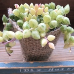希少♡エンジェルティアーズ♡天使の涙♡斑入りピーチネックレス♡垂れ下がり♡多肉植物