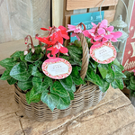 セット販売♡【可愛いシクラメン２株ジックス】ナチュラルカゴセット♡可愛い咲き方のお花