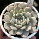 レア品種！【現品】 ★雪つぼみ 多肉植物 自家繁殖 国産