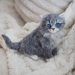 hanmifelt  羊毛フェルト　サイベリアン　子猫　お座りポーズ　一点物　等身大