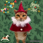 no.392 プレゼント仕様な猫さん