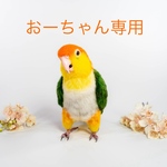 シロハラインコ(おーちゃん)