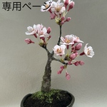 クレイフラワー　桜盆栽