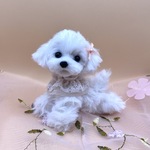 【お迎え待ち】ふわふわトイプー　ホワイトパピー