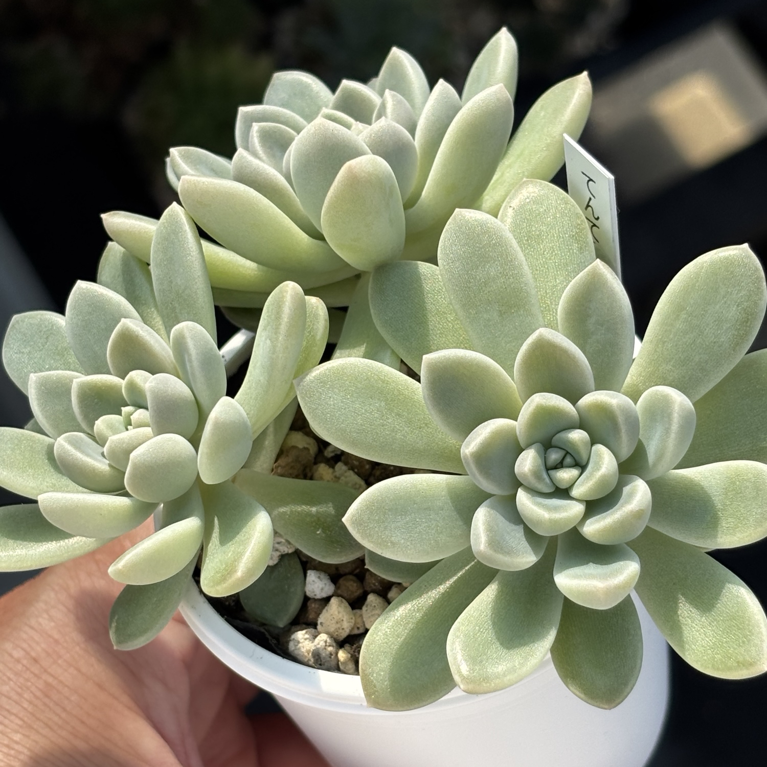 人気品種！【現品】 ☆てんてんてまり（3頭）多肉植物 自家栽培 国産 